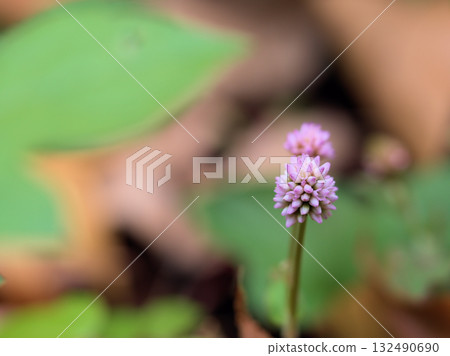 十月，美麗的粉紅色姬蕎麥花盛開。 132490690