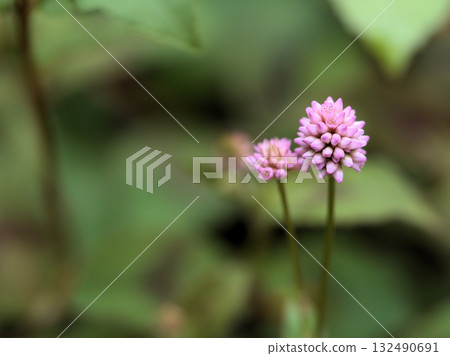 十月，美麗的粉紅色姬蕎麥花盛開。 132490691