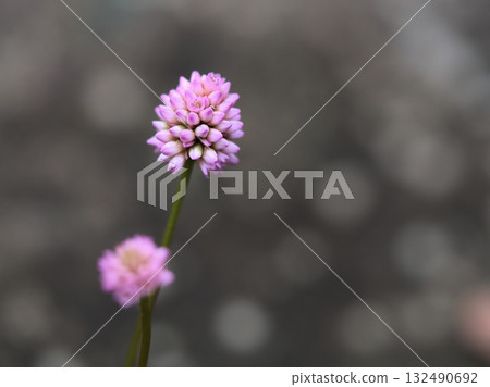 十月，美麗的粉紅色姬蕎麥花盛開。 132490692