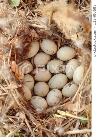 Wild duck nest with many eggs 132490695