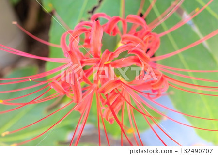 Vivid cluster amaryllis flowers symbolize autumn Vivid cluster amaryllis flowers symbolize autumn 132490707