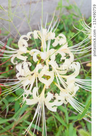 White cluster amaryllis close up 132490759
