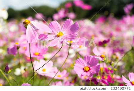 A bee sucking nectar in a field of autumn cosmos flowers 132490771