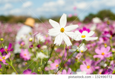 White cosmos 132490772