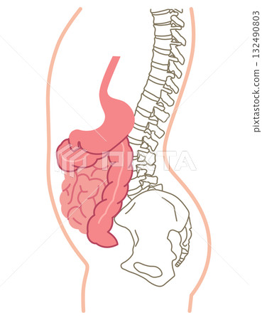 Visceroptosis: A condition in which the internal organs are lowered Visceroptosis: A condition in which the internal organs are lowered 132490803