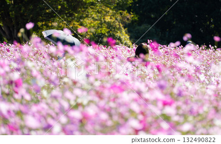 Cosmos field Cosmos field 132490822