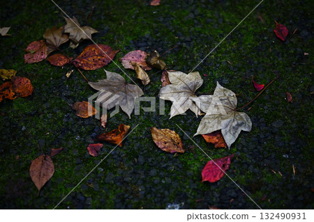 Fallen leaves  132490931