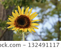 A single sunflower with trees and sky in the background 132491117