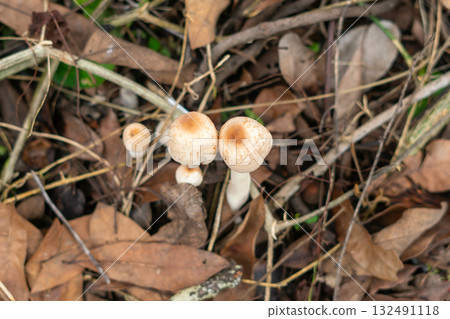 Wild mushrooms growing on forest floor Wild mushrooms growing on forest floor 132491118