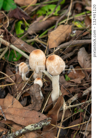 Wild mushrooms growing on forest floor Wild mushrooms growing on forest floor 132491120