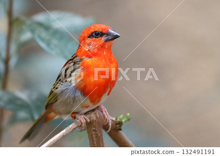 The red madagascar fody bird The red madagascar fody bird 132491191