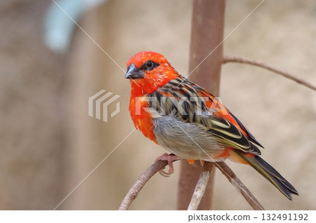 The red madagascar fody bird 132491192