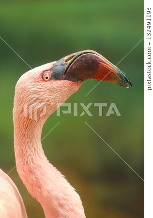 Potrait of the lesser flamingo Potrait of the lesser flamingo 132491193