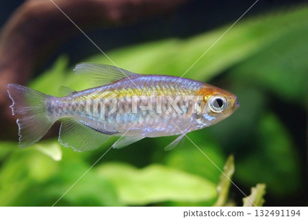 Beautiful congo tetra fish in aquarium 132491194