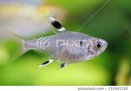 Beautiful x ray tetra fish in aquarium 132491195