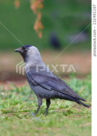 The western jackdaw in spring 132491197