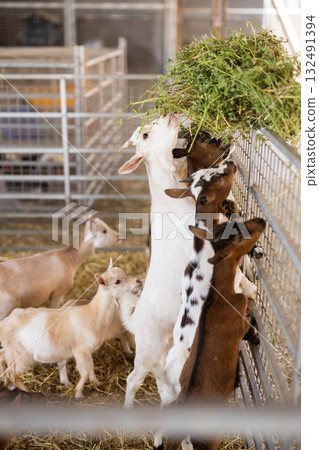Farmer feeds goatlings hay in pen on farm Farmer feeds goatlings hay in pen on farm 132491394