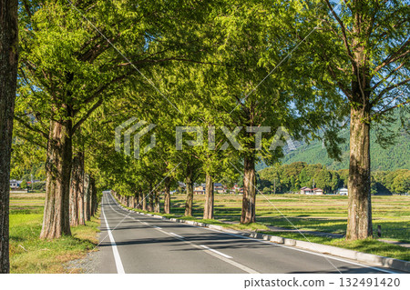 滋賀縣高島市牧野町一排水杉 滋賀縣高島市牧野町一排水杉 132491420