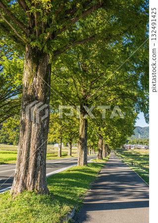 滋賀縣高島市牧野町一排水杉 132491425