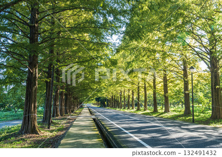 A row of Metasequoias trees, Makino Town, Takashima City, Shiga Prefecture 132491432