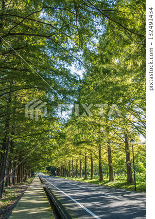 A row of Metasequoias trees, Makino Town, Takashima City, Shiga Prefecture 132491434