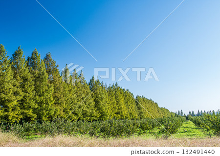 A row of Metasequoias trees, Makino Town, Takashima City, Shiga Prefecture 132491440