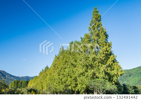 滋賀縣高島市牧野町一排水杉 滋賀縣高島市牧野町一排水杉 132491442