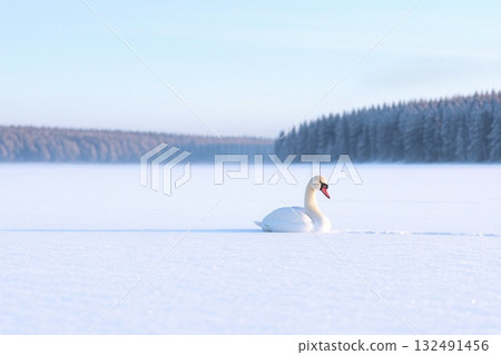 Swans dancing on a winter lake. A fantastic winter scene enveloped in morning mist and soft light. 132491456