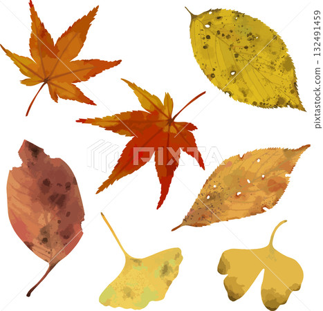 Autumn leaves, autumn leaves, ginkgo Autumn leaves, autumn leaves, ginkgo 132491459
