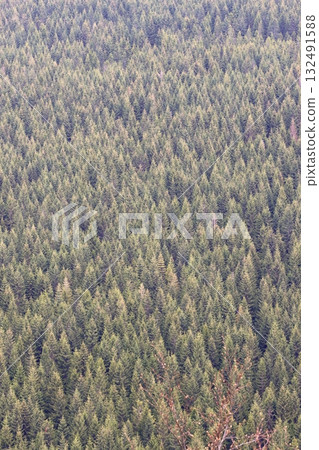Distant view of the spruce forest Distant view of the spruce forest 132491588