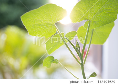 Macro young pumpkin leaves texture under sunlight 132491629