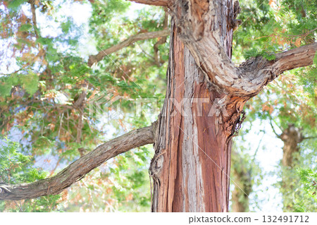 Large cypress tree and blue sky 132491712