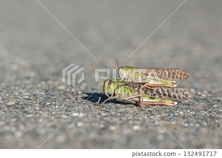 A male migratory grasshopper on the road, riding on a female 132491717