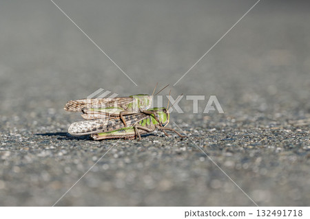 A male migratory grasshopper on the road, riding on a female A male migratory grasshopper on the road, riding on a female 132491718