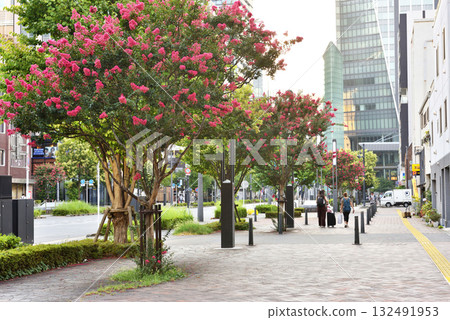西新橋的紅花紫薇樹 西新橋的紅花紫薇樹 132491953