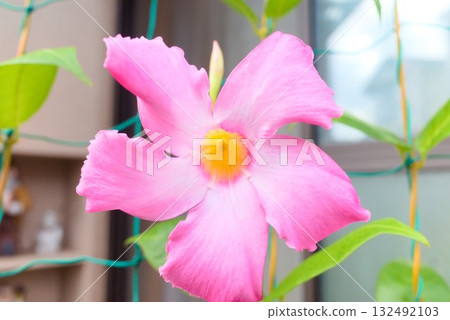 Pink Mandevilla close-up 132492103