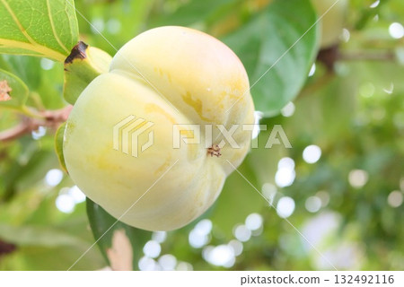 Unripe persimmons growing in an orchard in early autumn Unripe persimmons growing in an orchard in early autumn 132492116