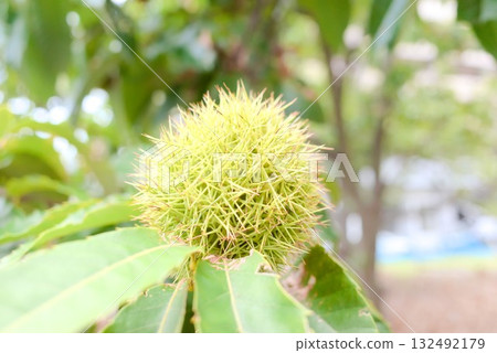 Macro photo of chestnut burrs growing on a tree branch Macro photo of chestnut burrs growing on a tree branch 132492179