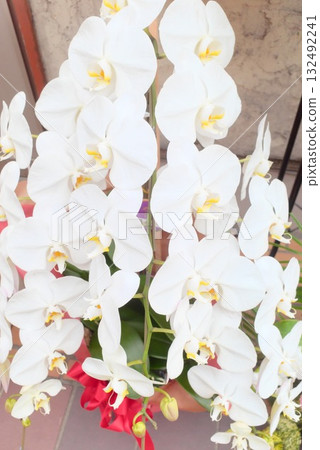 A gift arrangement of a potted white Phalaenopsis orchid and a red ribbon A gift arrangement of a potted white Phalaenopsis orchid and a red ribbon 132492241