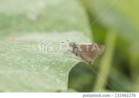A German Skipper resting on a leaf 132492276
