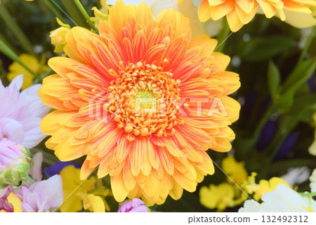 橙色非洲菊特寫和柔軟的花瓣質地 132492312