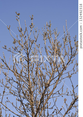 Common ash Common ash 132492318