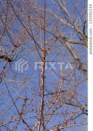 Silver maple Silver maple 132492319