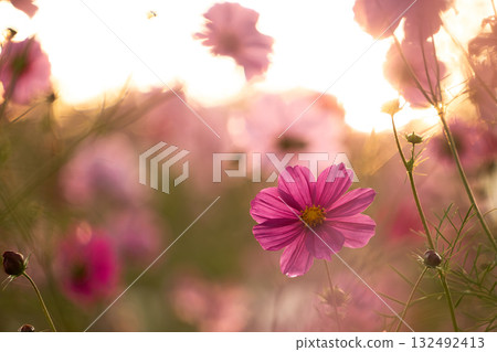 Vivid magenta cosmos shining in the morning light Vivid magenta cosmos shining in the morning light 132492413
