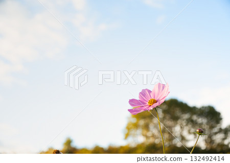 A romantic scene of clear autumn skies and lovely cosmos 132492414