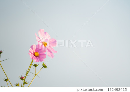 Pink cosmos and buds bathed in soft light Pink cosmos and buds bathed in soft light 132492415