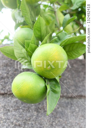 Green mandarin oranges and green leaves on a branch 132492418
