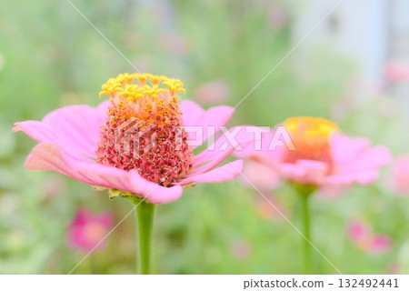 盛開的粉紅百日菊花 132492441