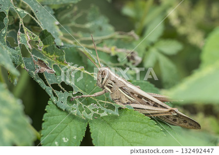 Patanga japonica Patanga japonica 132492447