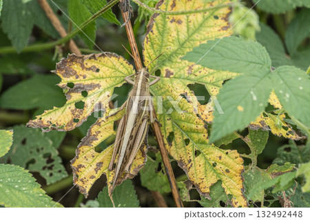 Patanga japonica 132492448